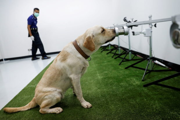 Sweat-sniffer dogs make Thai debut as coronavirus detectors