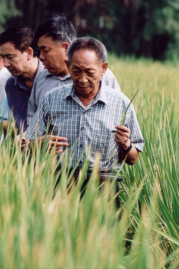 China: Tributes flood in for 'father of hybrid rice', who died at 91