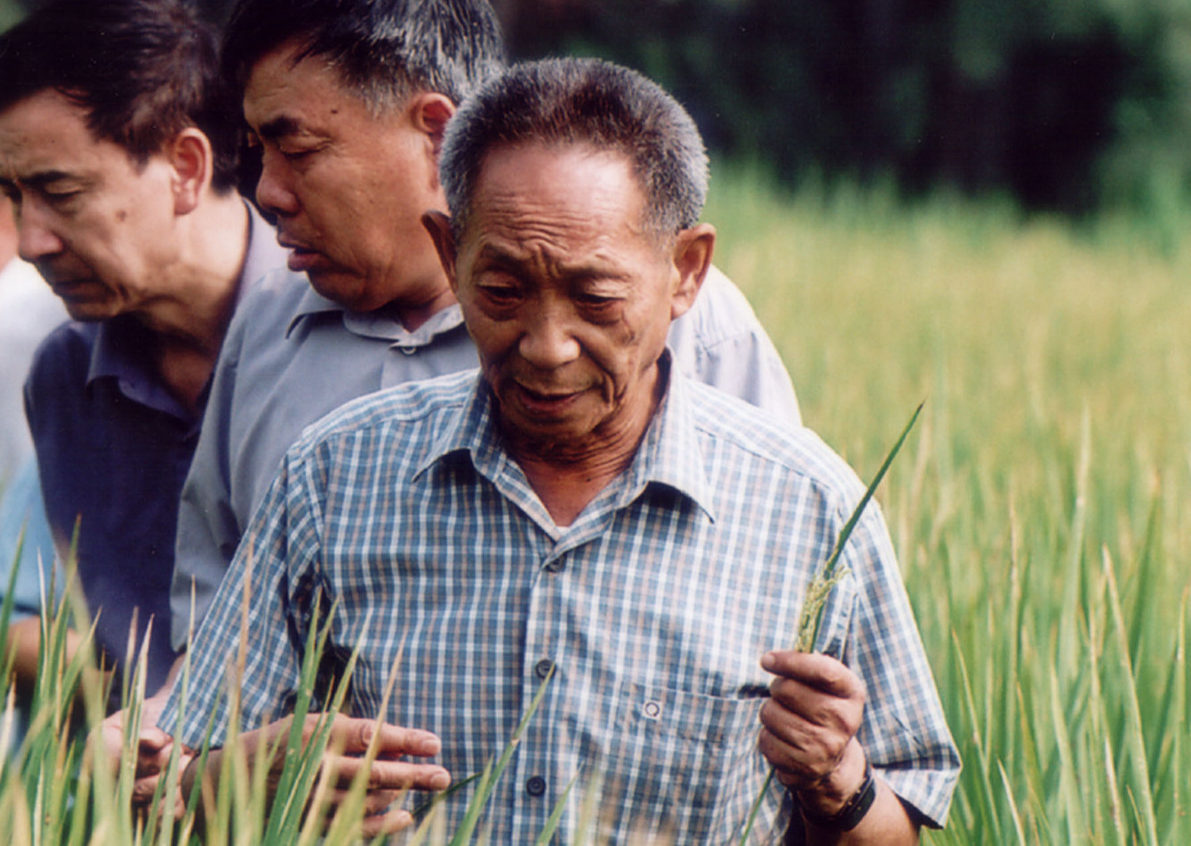China: Tributes flood in for ‘father of hybrid rice’, who died at 91 thumbnail