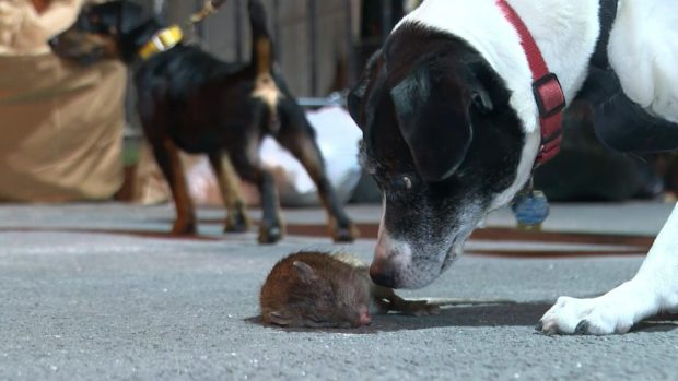 Rat killers of New York: dogs, volunteers hunt brazen rodents