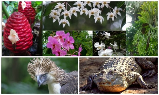 On Endangered Species Day, attention drawn to harm inflicted on PH plants,  animals | Inquirer News