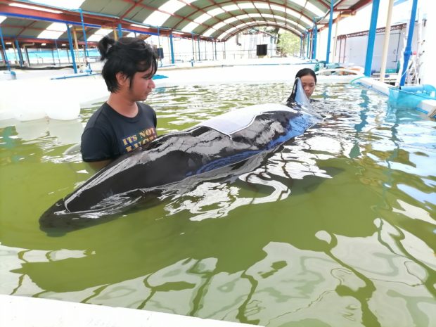 Stranded dolphin rescued in Pangasinan