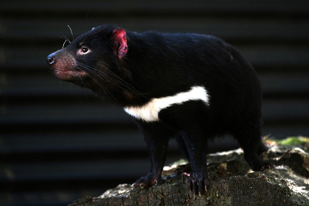 Tasmanian devils 