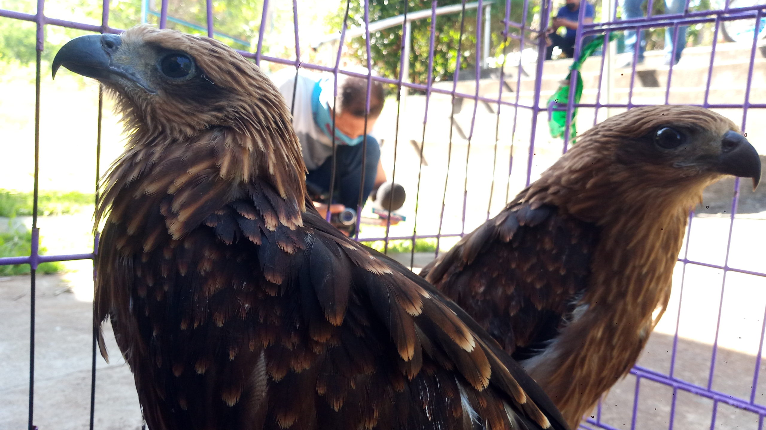 2 Philippine serpent eagles rescued from hunter in Ilagan