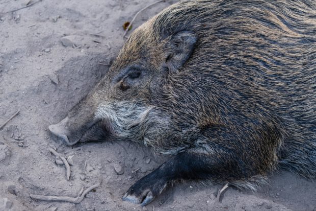 In this picture taken on January 25, 2019, a wild boar rests in Hong Kong's Aberdeen Park. - As Hong Kong prepares to celebrate the Year of the Pig, the city is facing its own peculiar porcine pickle -- a furious debate about what to do with its growing and emboldened wild boar population. (Photo by Anthony WALLACE / AFP) / TO GO WITH AFP STORY HONG KONG-ANIMAL-PIG-BOAR,FEATURE BY YAN ZHAO