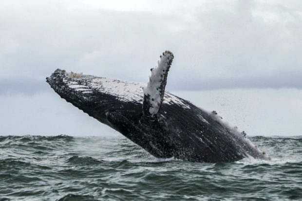 In this file photo taken on August 12, 2018 a Humpback whale jumps in the surface of the Pacific Ocean at the Uramba Bahia Malaga National Natural Park in Colombia. - It sounds like a real-life take on "Pinocchio" -- a US lobster fisherman says he was scooped into the mouth of a humpback whale on June 11, 2021 and yet lived to tell the story. (Photo by Miguel MEDINA / AFP)