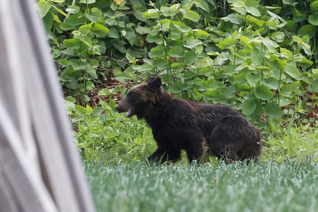 This picture shows a brown bear that is on the loose in Sapporo, Hokkaido prefecture on June 18, 2021. - A brown bear was on the loose in the northern Japanese city of Sapporo, with the government warning residents to stay home after the animal injured four people including a soldier. (Photo by STR / JIJI PRESS / AFP) / Japan OUT