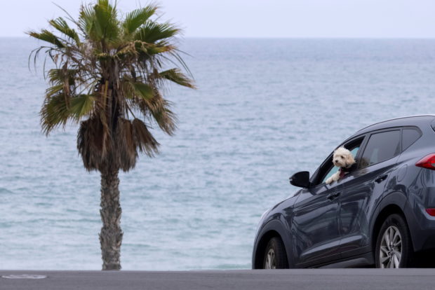 A dog cools-off with his head out a car's window at the beach as a heatwave gripped Oceanside, California, U.S., June 17, 2021. REUTERS/Mike Blake