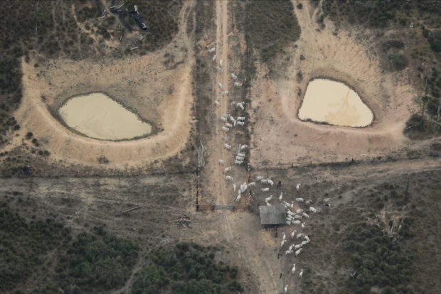 brazil ranching deforestation