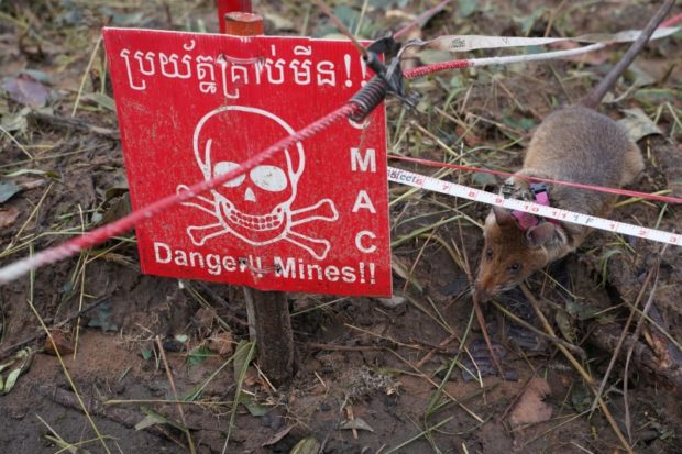 cambodia landmine rats