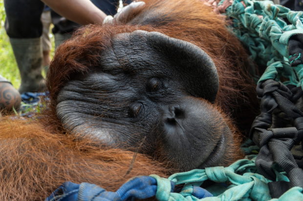 indonesia orangutan