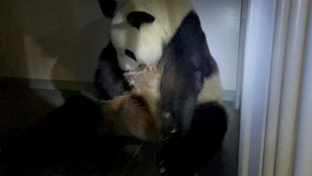 giant panda shin shin after giving birth