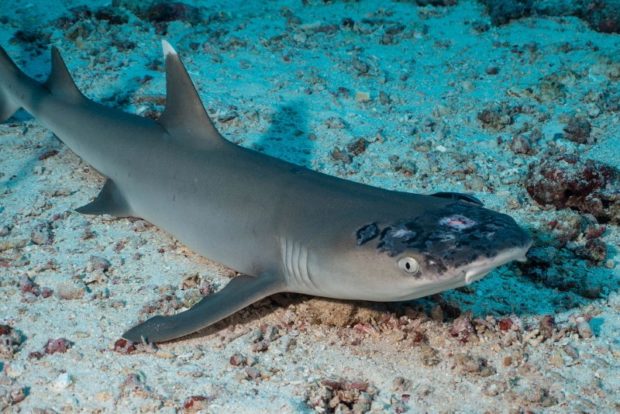 malaysia reef sharks skin disease