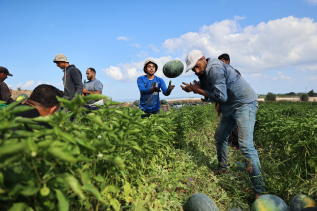palestinian farmers watermelon