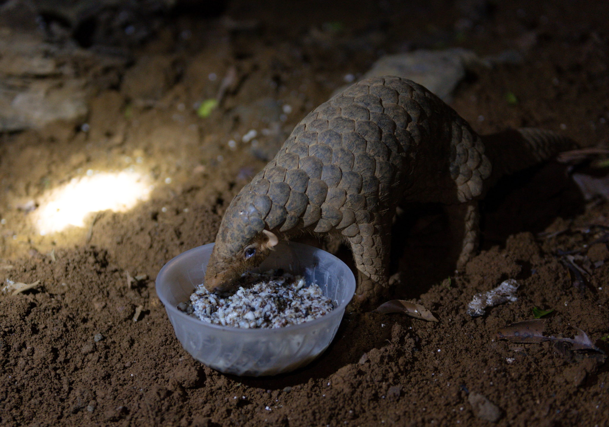 Saving the pangolin: One conservationist's lifetime mission | Inquirer News