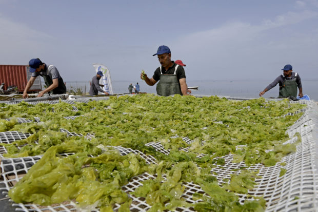 tunisia seaweed farming