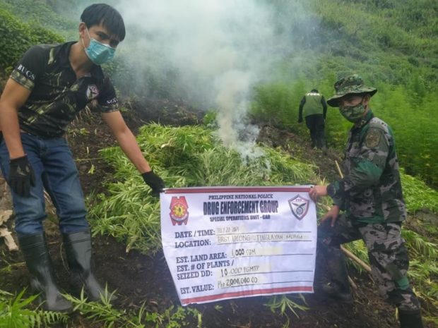 Members of the Philippine National Police and Philippine Drug Enforcement Agency are in action in uprooting and burning marijuana plants in Kalinga.