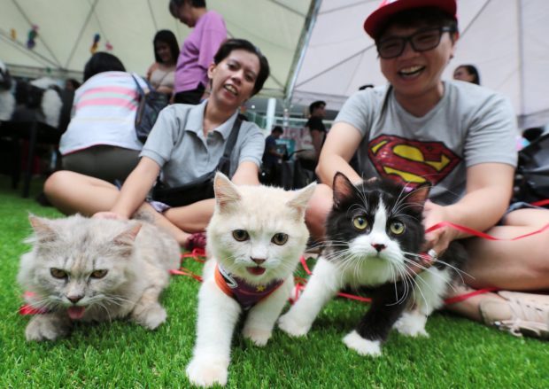 Hey, hoomans! How about getting pet insurance? | Inquirer News