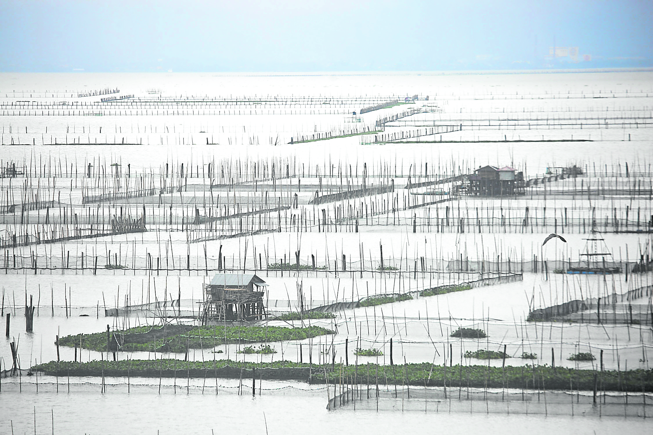 Laguna de Bay water level drops, LLDA warns of algal blooms, fish kills