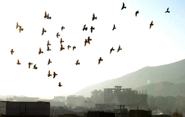 afghanistan birds