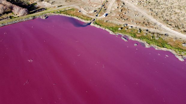 argentina pink lagoon