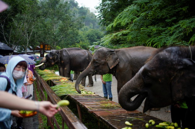 china elephants environment