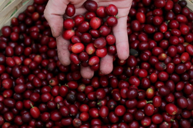 brazil coffee cherries