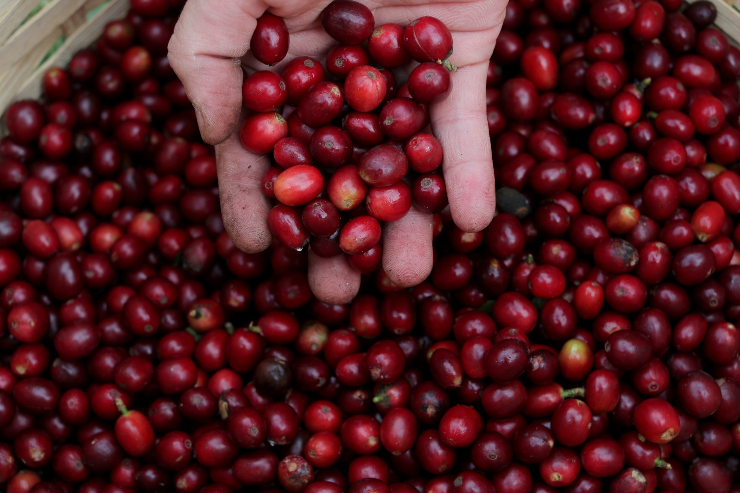 Coffee Prices Surge As Unusual Cold Threatens Brazilian Production ...