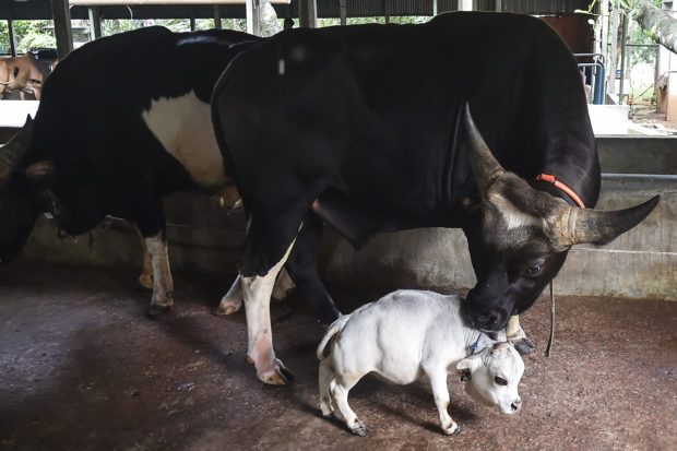 dwarf cow bangladesh