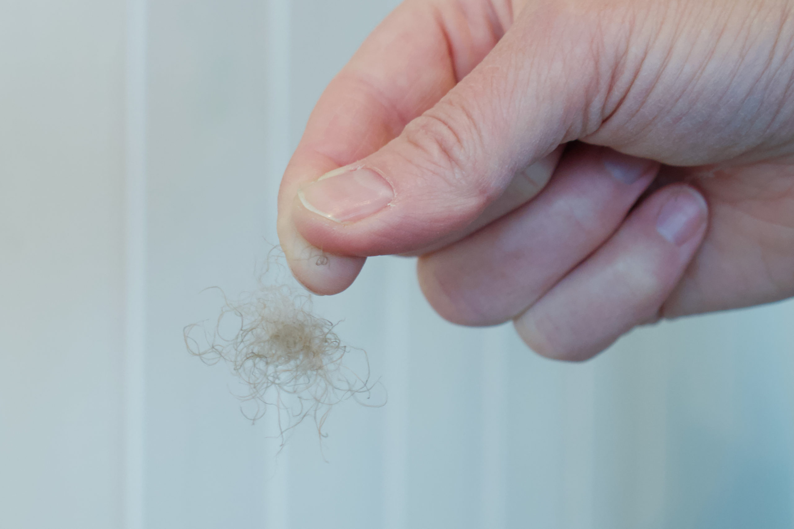 Iceland, home to world's most expensive feather treasure Inquirer News