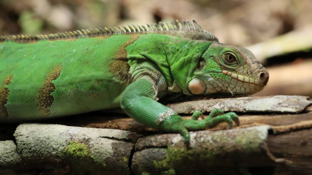 iguana colombia