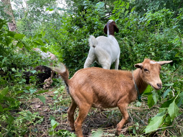 new york goats