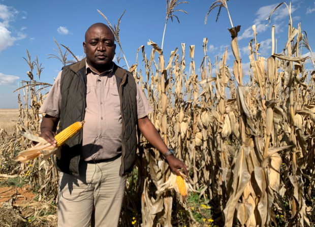 south africa maize climate change