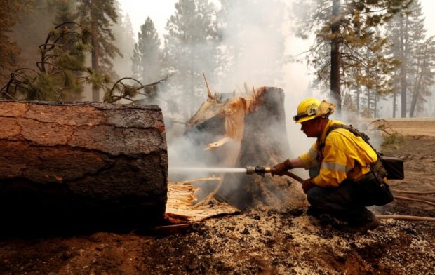 A firefighter extinguishes a fire in the base of a tree that was cut down while fighting the Dixie Fire near Chester, California, U.S. 