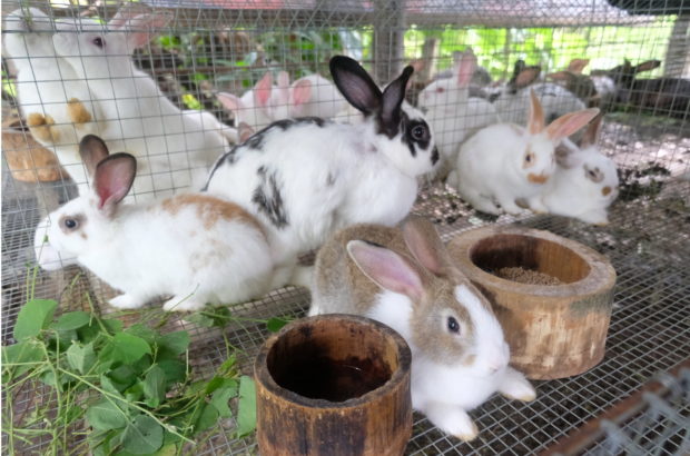 Stock photo of rabbits. STORY: DA issues rules for rabbit importation
