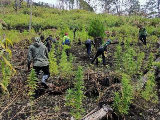 P62M worth of marijuana plants burn down in Kalinga