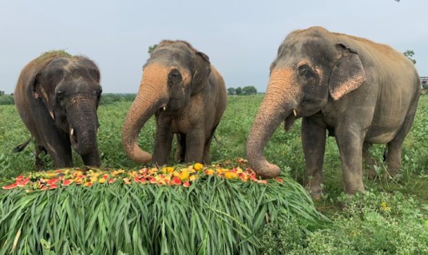 india elephants