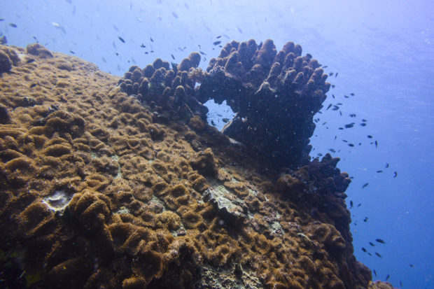 thailand coral reefs