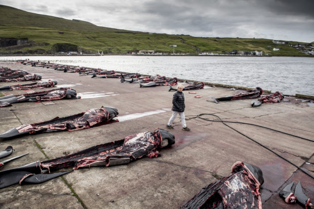A man walks among pilot whales on the quay in Jatnavegur near Vagar on the Faroe Islands on August 22, 2018. - In the Faroe Islands it is legal and a tradition to catch pilot whales. If a bunch of whales are observed close to the coast, it is driven into one of the 23 approved whale bays. Here the whole flock is killed with knives. When the whales are lifted up on the quay, they are slaughtered. The catch is divided according to an intricate, traditional distribution system between the participants in the hunt and the local residents of the whale bay and people from the local area. Pilot whaling is subject to Faroese legislation, which sets the framework for the catching, killing methods and permitted equipment. The average annual catch is about 900 pilot whales, which corresponds to approximately 500 tons of whale meat and blubber. It accounts for about 30 percent of total local meat production in the Faroe Islands.