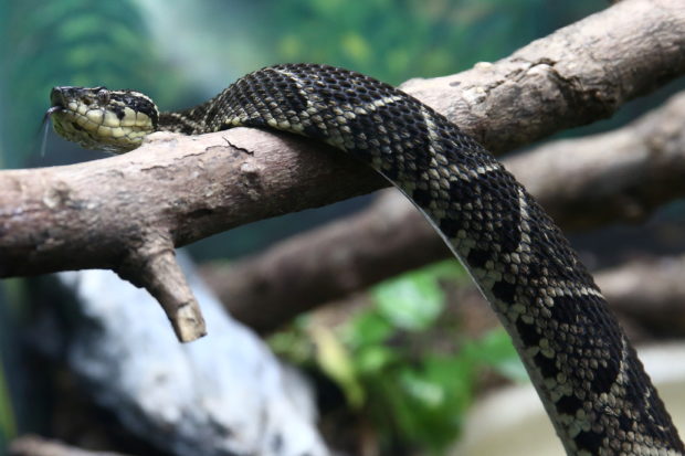 A jararacussu snake, whose venom is used in a study against the coronavirus disease (COVID-19), is seen at Butantan Institute in Sao Paulo, Brazil August 27, 2021. 
