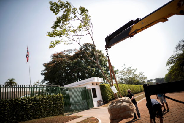 A crane unloads a Jatoba tree, originally from the Amazon, in front of the Norwegian Embassy, during a protest by activists seeking symbolic refugee status for the plant, in Brasilia, Brazil September 21, 2021. 