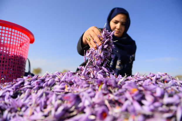 afghan saffron