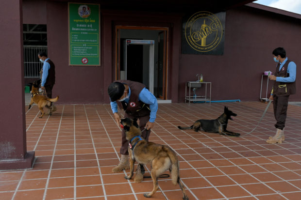 cambodia sniffing dogs