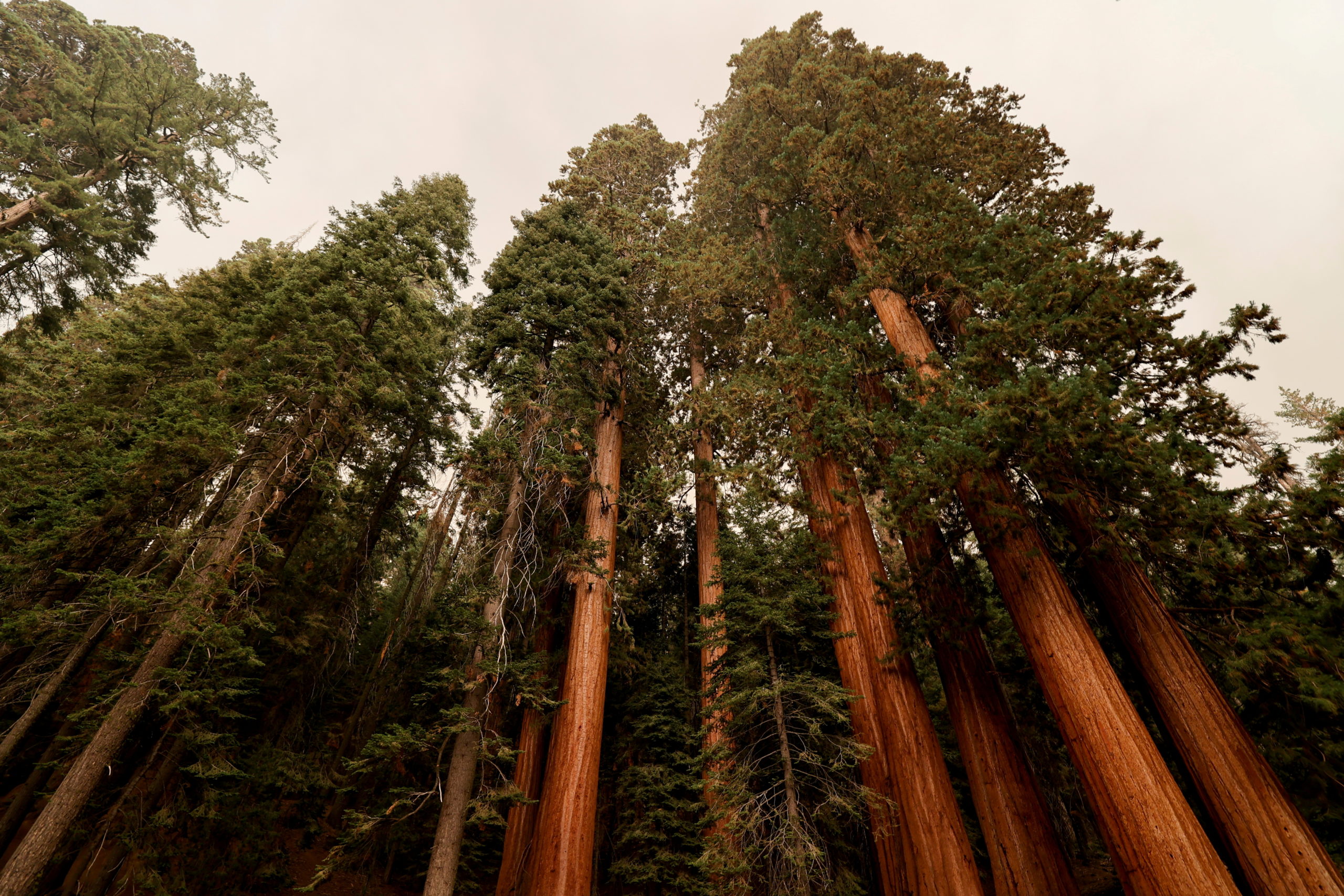 Californias Giant Sequoias Remain Safe From Growing Wildfire Inquirer News 