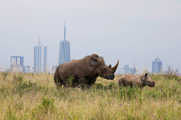 white rhino nairobi park