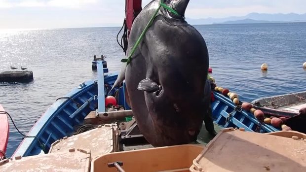 Se encontró un pez luna de 2 toneladas frente a las costas de Ceuta en España
