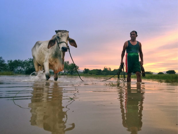 Reynold Trinidad of Barangay Kita-Kita, Balungao, Pangasinan province, moves one of his cows to safety, wad- ing through a flooded rice field that recently sustained damage from Severe Tropical Storm “Maring” (Kompasu)