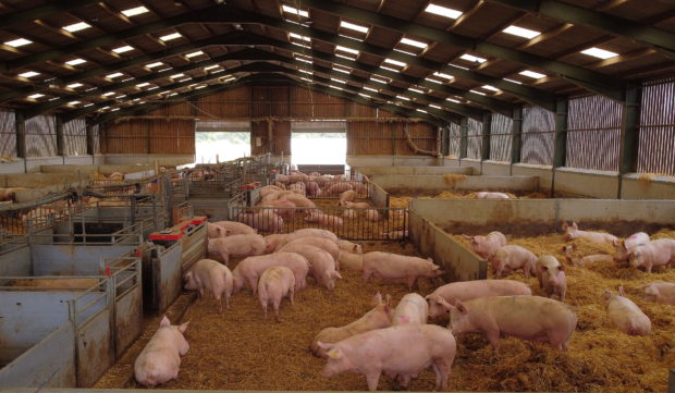 uk pig farms