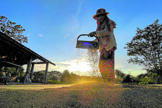 Gov't asked to support palay at 21 a kilo, suspend VAT, excise on fuel