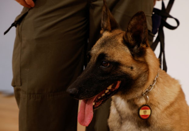 Austrian army dogs join growing global pack of COVID-sniffers